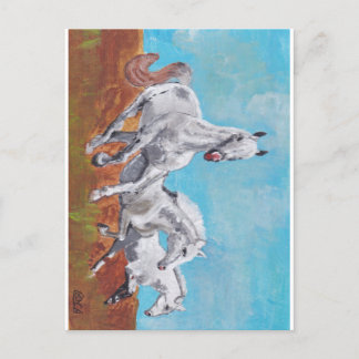 Wild Horses  Postcard