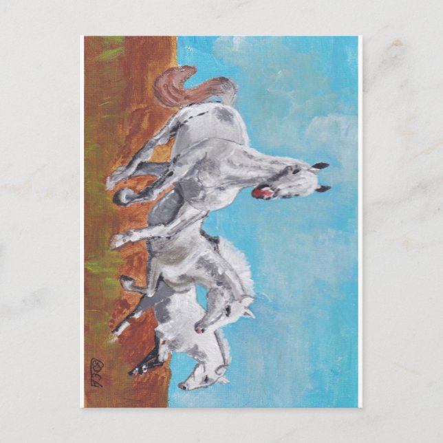Wild Horses  Postcard (Front)