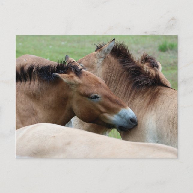 Wild Horses Postcard (Front)