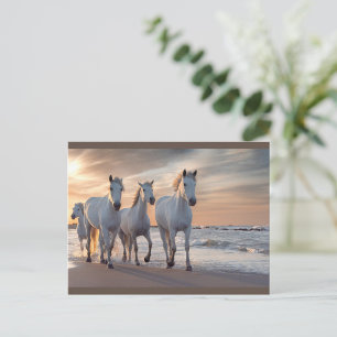 Wild Horses Postcard