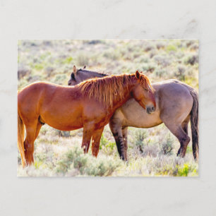 Wild Horses Postcard