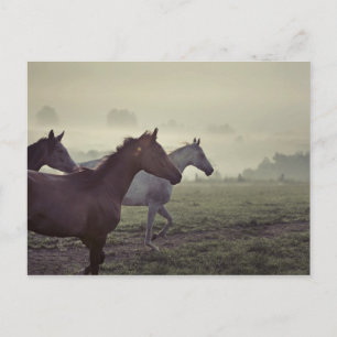 Wild horses postcard