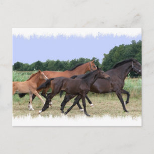 Wild Horses Postcard
