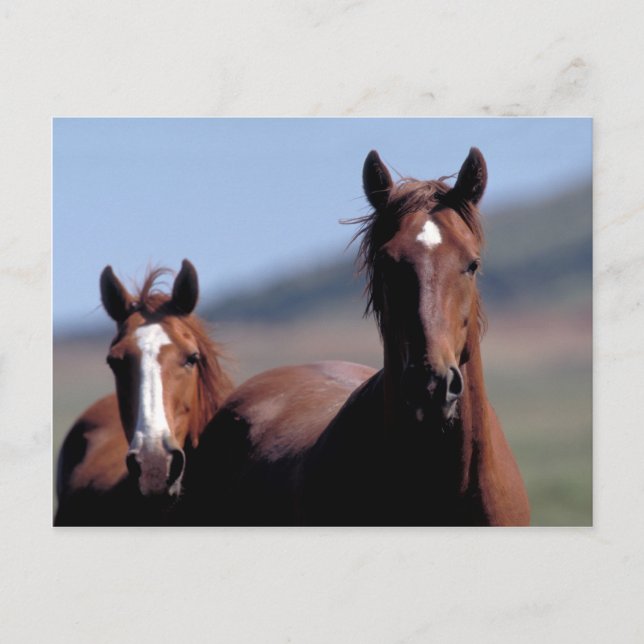 Wild horses postcard (Front)