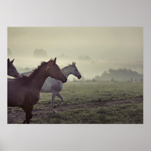 Wild horses poster