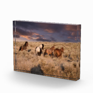 Wild Horses Running Photo Block