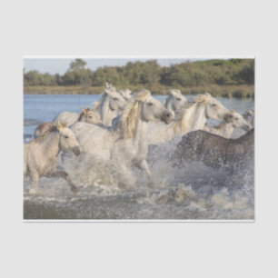 Wild Horses Running Through a River Tissue Paper