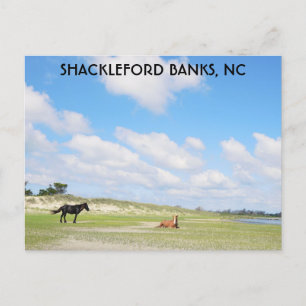Wild Horses Shackleford Banks North Carolina Postcard