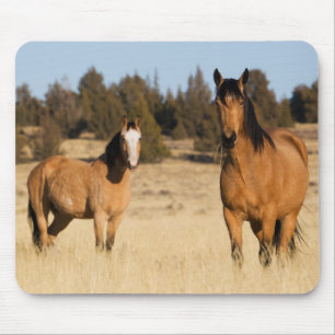 Wild Horses, Steens Mountains Mouse Mat