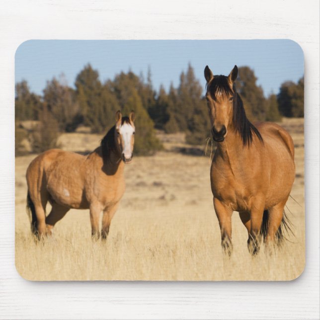 Wild Horses, Steens Mountains Mouse Mat (Front)