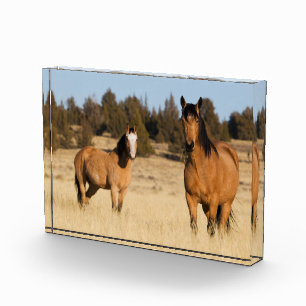 Wild Horses, Steens Mountains Photo Block