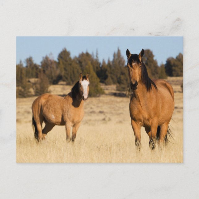 Wild Horses, Steens Mountains Postcard (Front)