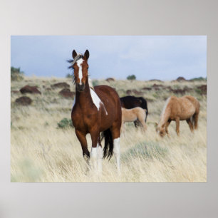 Wild Horses, Steens Mountains Poster