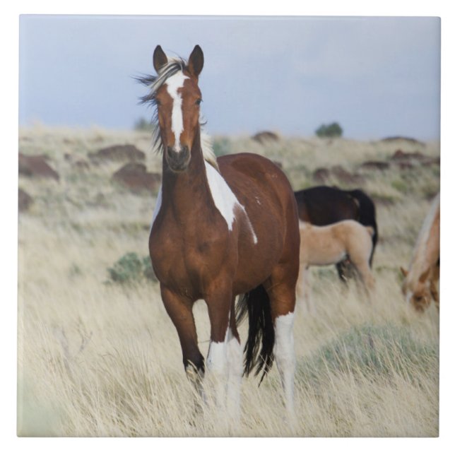 Wild Horses, Steens Mountains Tile (Front)