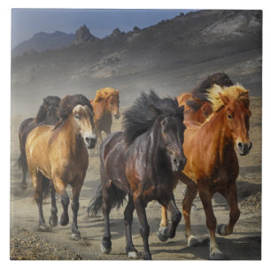 Wild horses tile