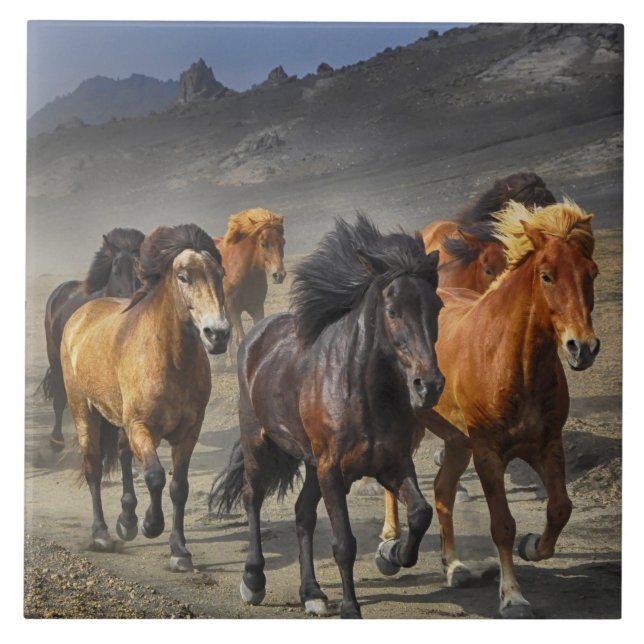 Wild horses tile (Front)