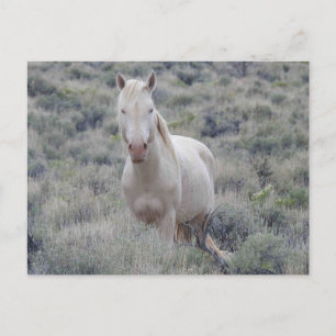 Wild horses, wildlife, postcard
