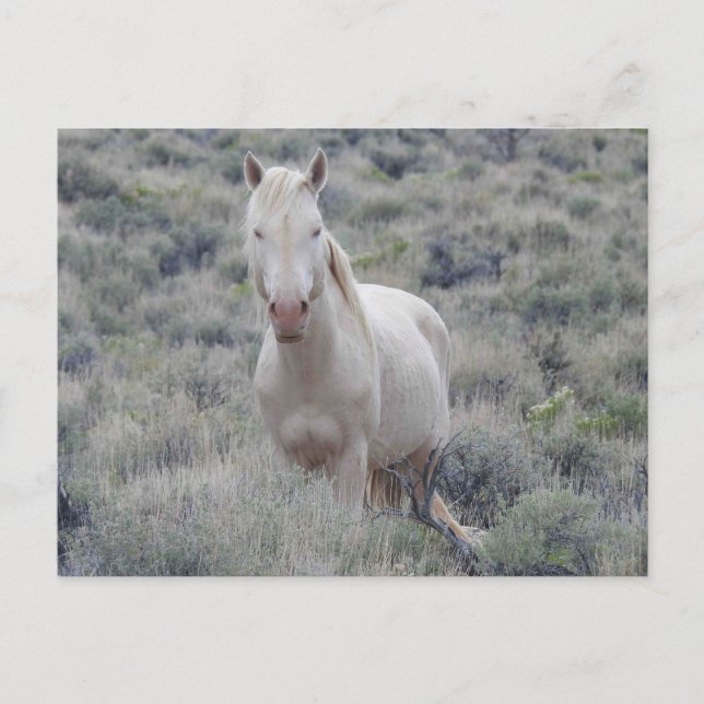 Wild horses, wildlife, postcard (Front)