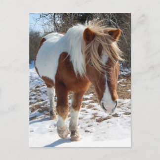 Wild horses, wildlife, postcard
