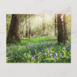 Wild hyacinths in the forest of Ghlin in Belgium Postcard