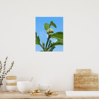 Wild Hydrangea Poster