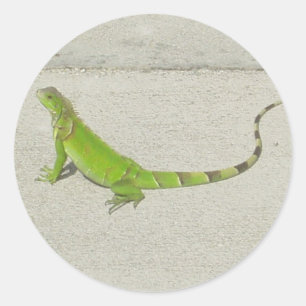 Wild Iguana Classic Round Sticker