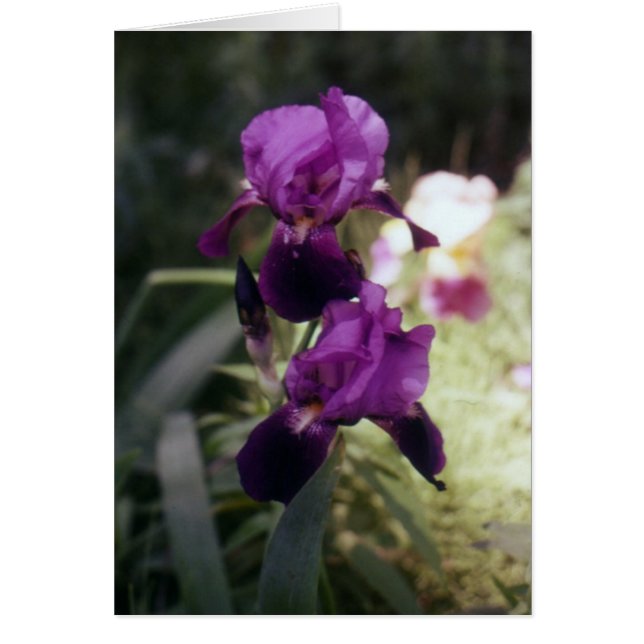 Wild Iris (Front)