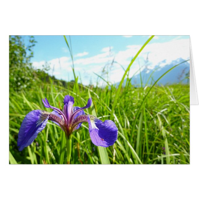 Wild Iris and Alaskan Landscape (Front Horizontal)
