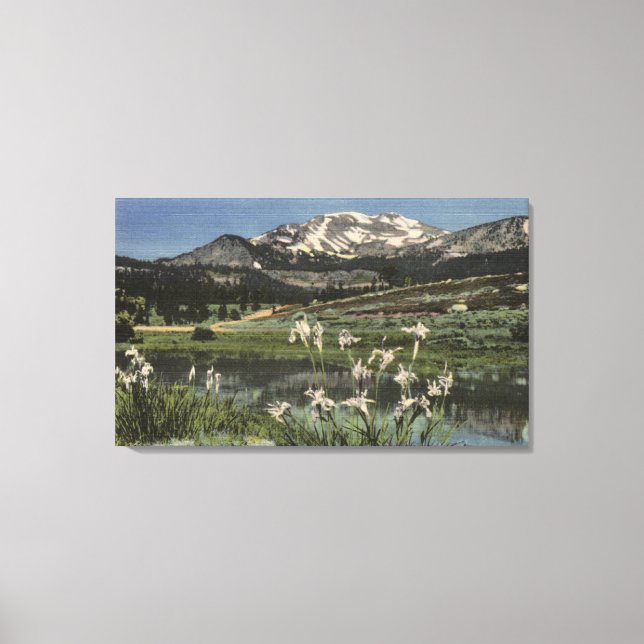 Wild Iris Growing Near Mt. Mammoth Canvas Print (Front)