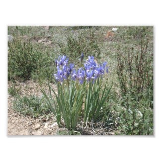 Wild Iris Photo Print