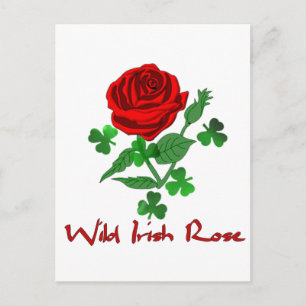 Wild Irish Rose Postcard