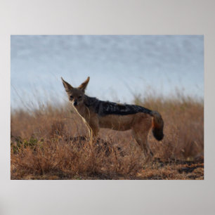 Wild Jackal  Poster