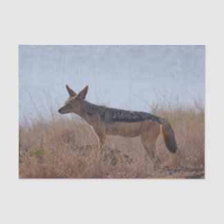 Wild Jackal Tissue Paper