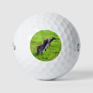 Wild Kangaroos On Green Grass, Golf Balls