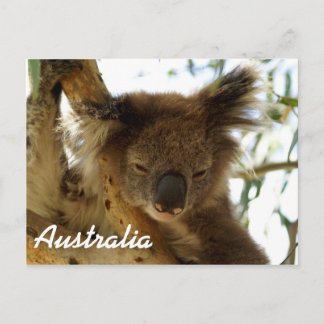 Wild koala sleeping on eucalyptus tree, Australia Postcard