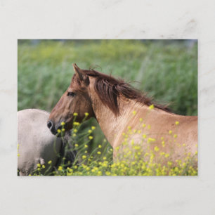 wild konik horse postcard