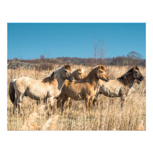 Wild Konik ponies Wicken Fen Cambridgeshire UK Photo Print