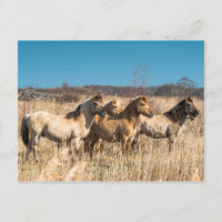 Wild Konik ponies Wicken Fen Cambridgeshire UK