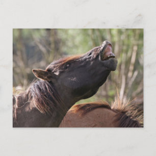 wild konik stallion postcard