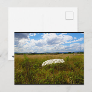 Wild Lace in the Meadow Postcard