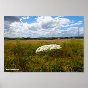 Wild Lace in the Meadow Poster