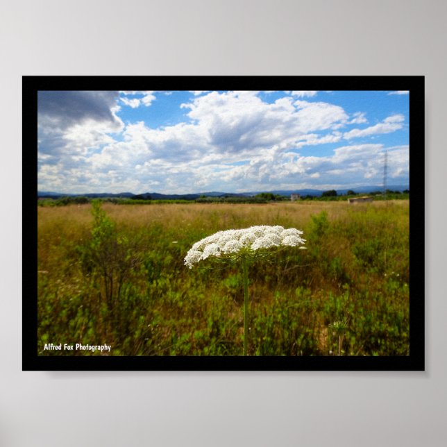 Wild Lace in the Meadow Poster (Front)