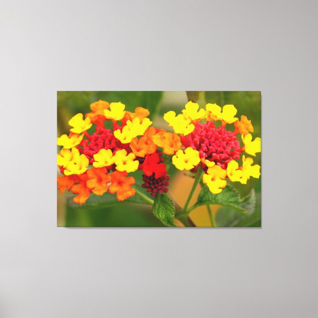 WILD LANTANA 32x48 Canvas Print (Front)