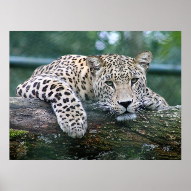 Wild Life Leopard Lying On The Tree Log Poster (Front)