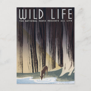 Wild Life Postcard