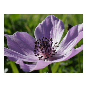 Wild lilac anemone flower in Paphos, Cyprus Poster
