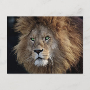 Wild Lion Photo Green eyes Postcard