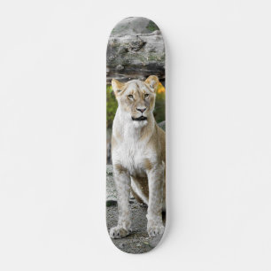 Wild Lioness Sitting Skateboard