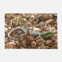 Wild Lizard Nature Photography Rustic 