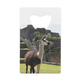 Wild Llama Near Ruins